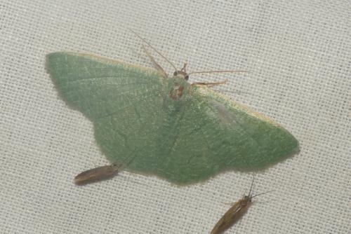 Réf. 267 292 : Phaiogramma faustinata